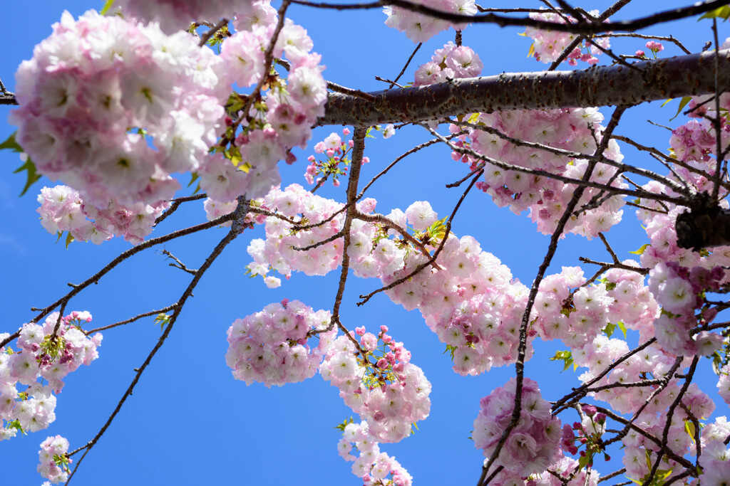 八重桜5