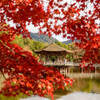 奈良公園浮見堂と紅葉1