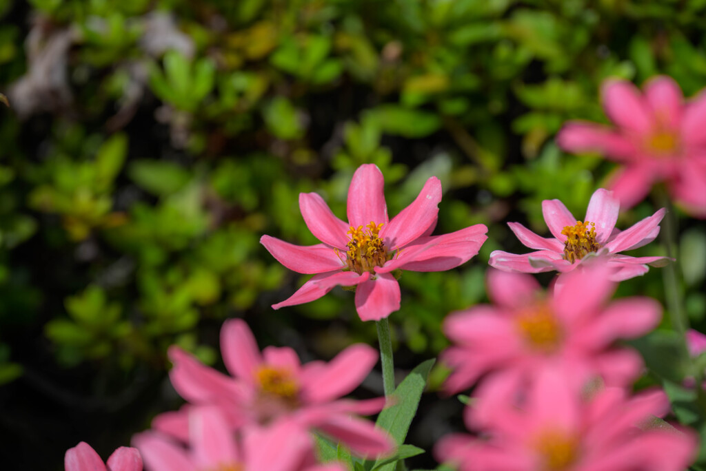 プランタで咲いてた花5