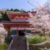 2020壷阪寺桜風景4