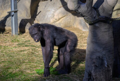 チンパンジー1