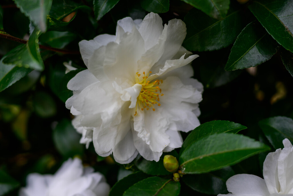 山茶花3