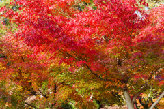 2019奈良公園紅葉15