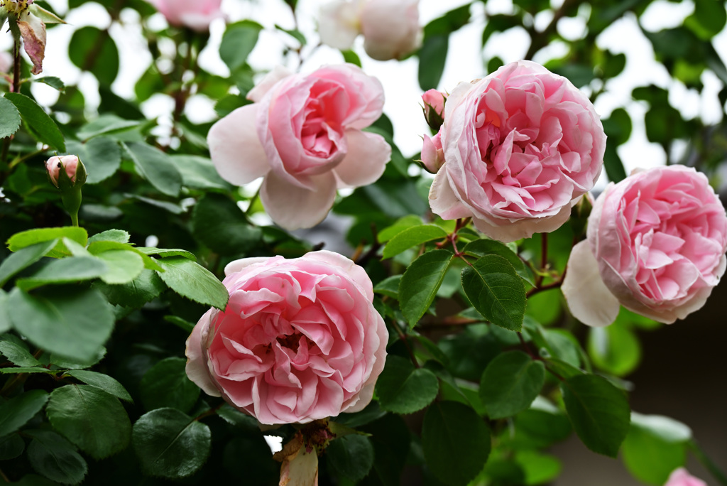 2021薔薇9