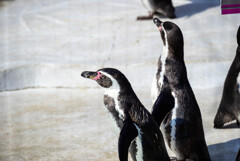 天王寺動物園ペンギン3