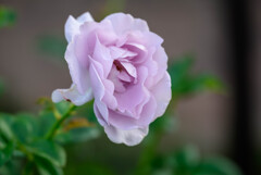 2021中之島公園の薔薇2