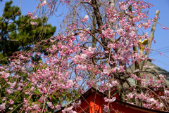 2021近所の神社のしだれ桜