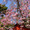 2021近所の神社のしだれ桜