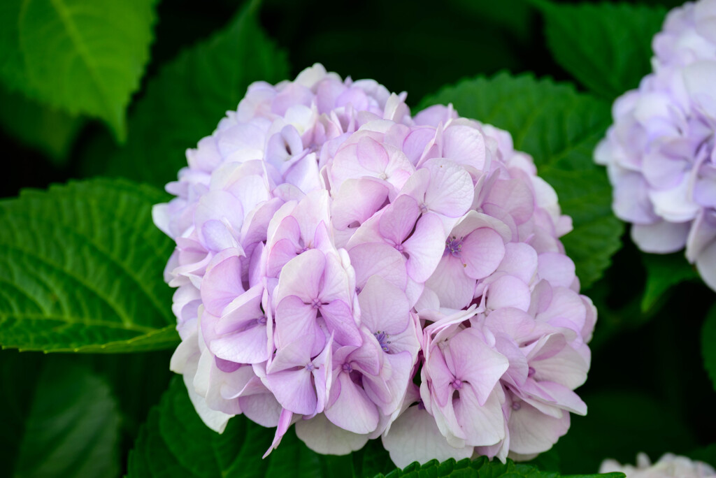 2022年紫陽花7