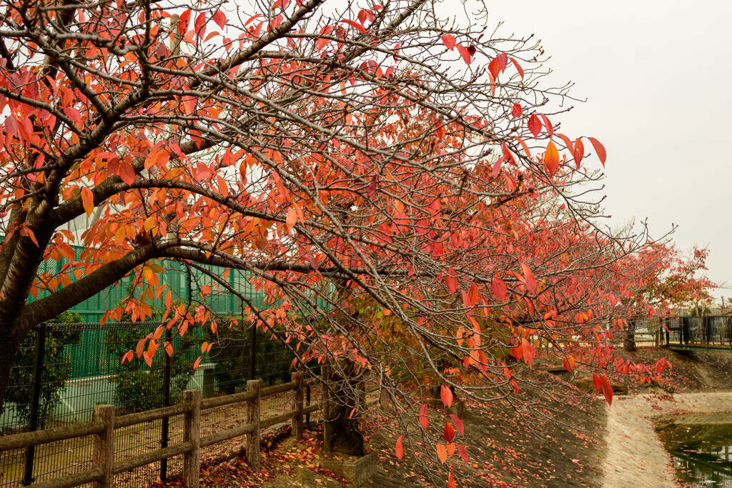 近所の公園の桜紅葉5