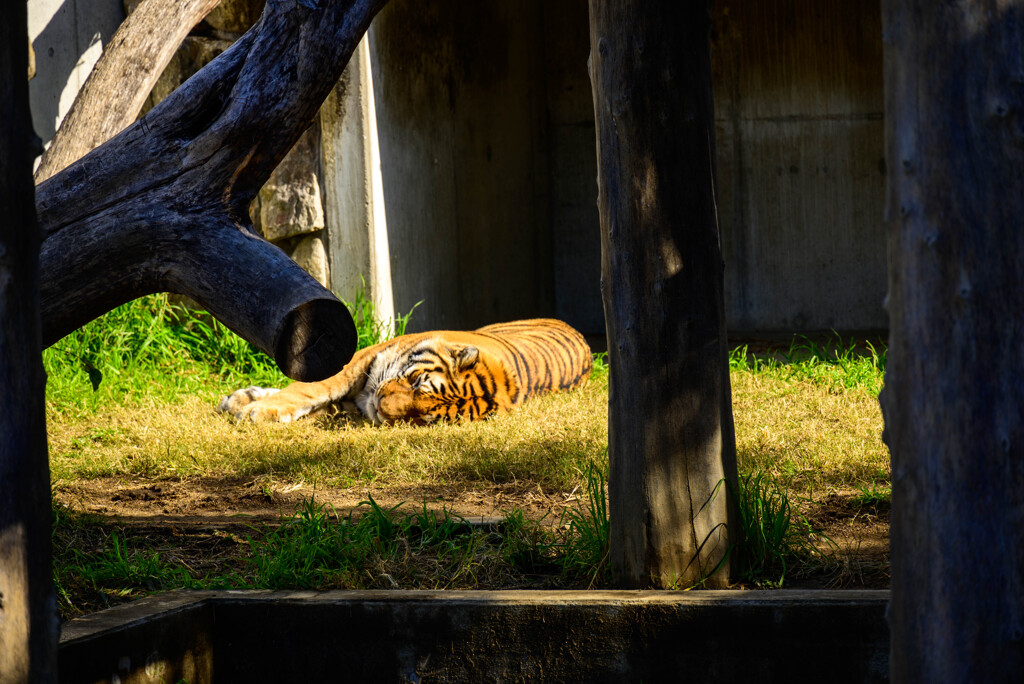 天王寺動物園 アムールトラ風君4