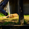 天王寺動物園 アムールトラ風君4