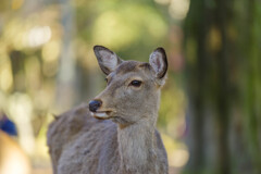 2019奈良公園の鹿3