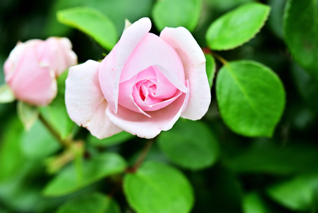 2021薔薇16