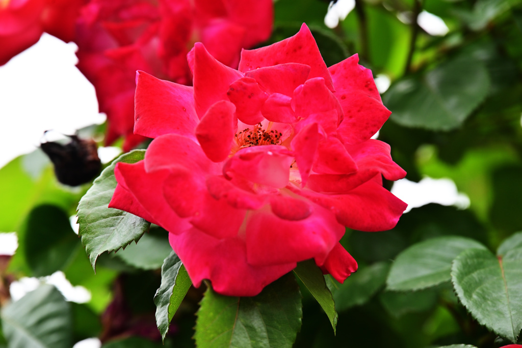 2021薔薇19
