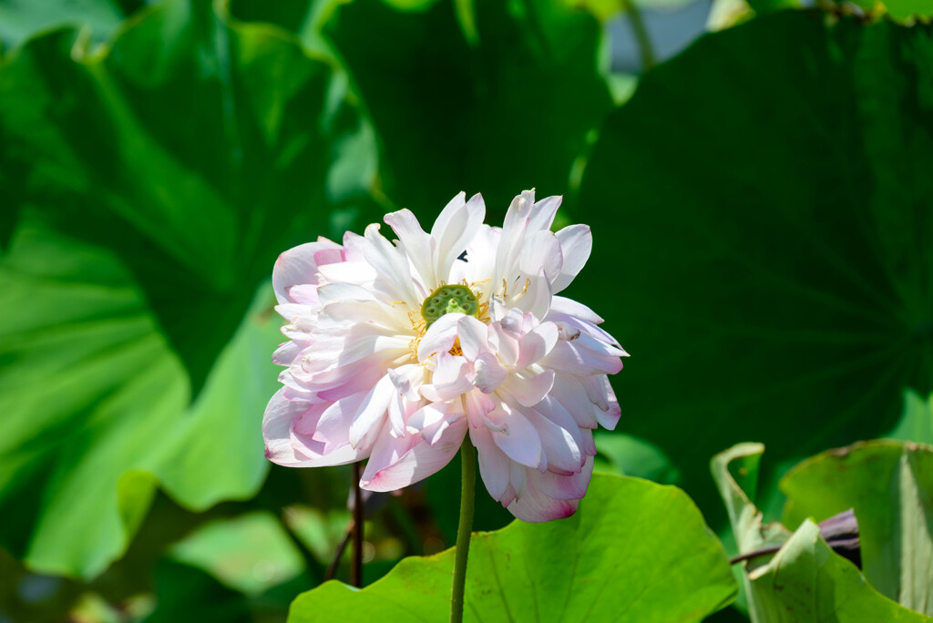 咲くやこの花館　花蓮・睡蓮展7