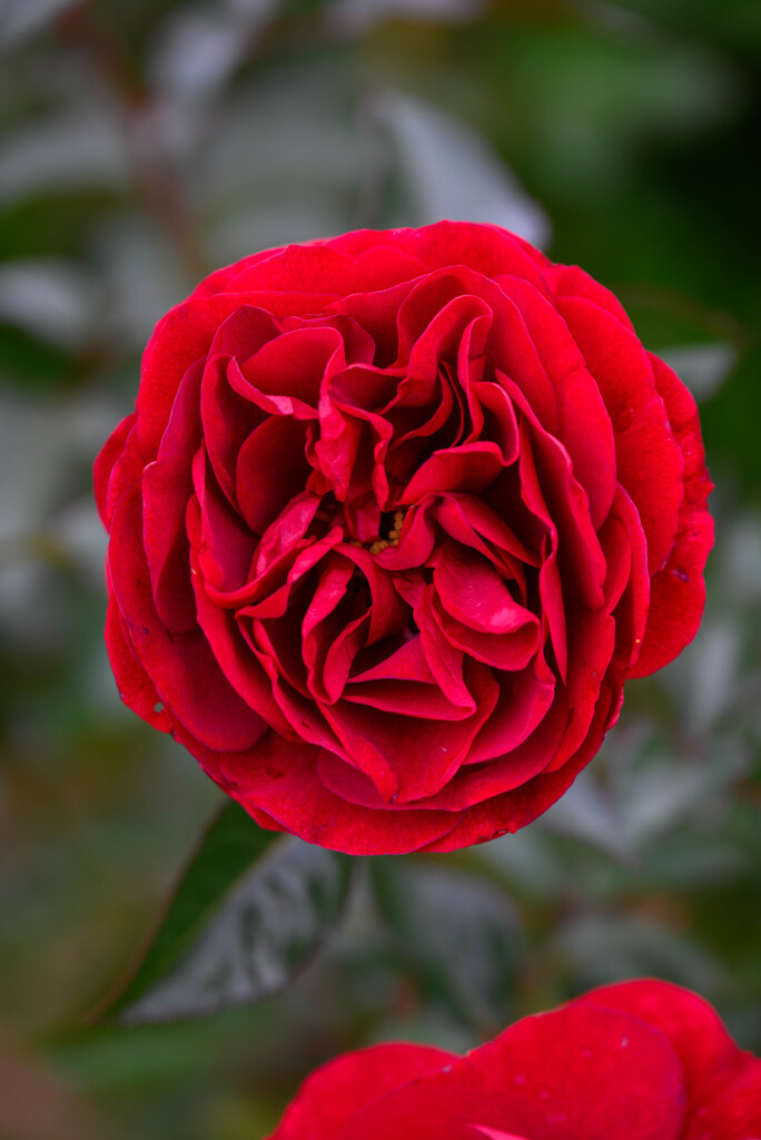 薔薇ディープボルドー2