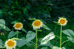 長居植物園のひまわり14