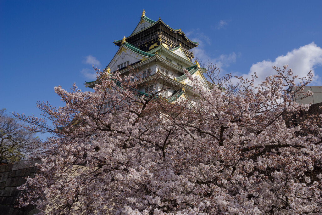 2020大阪城と桜3
