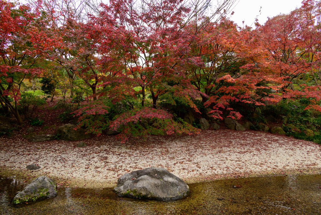 万博記念公園紅葉4