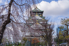 2020大阪城と桜6