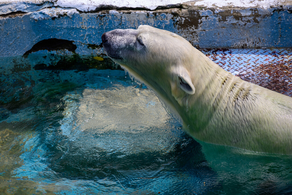 天王寺動物園ホッキョクグマ5