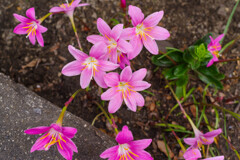 ゼフィランサス7