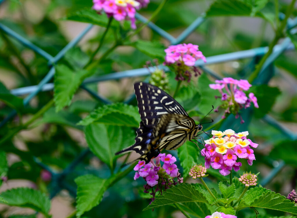 ランタナと揚羽蝶5(トリミング）