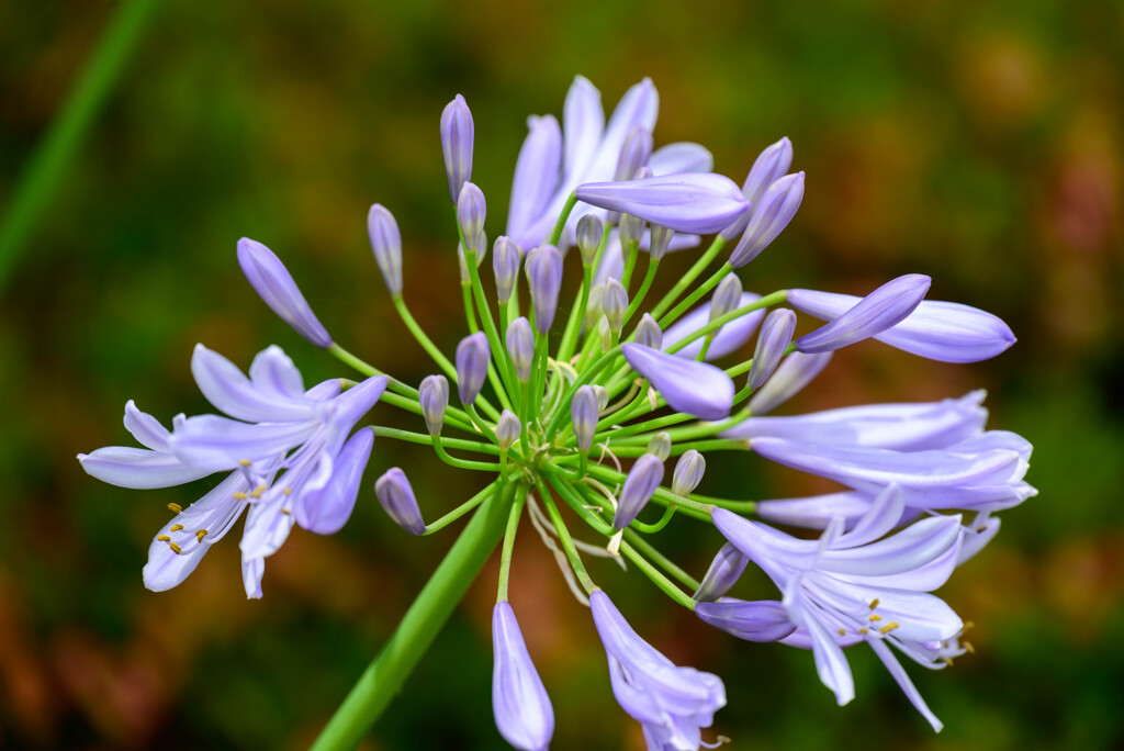 2021アガパンサス3