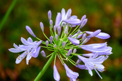 2021アガパンサス3