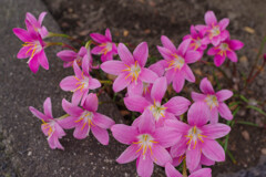 ゼフィランサス5