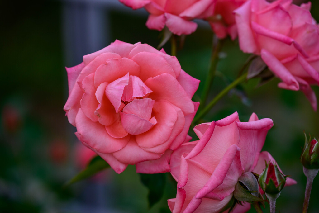 中之島公園の薔薇45