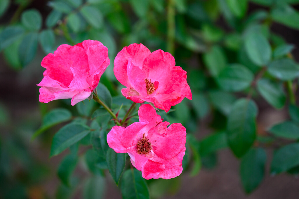 中之島公園の薔薇27花霞