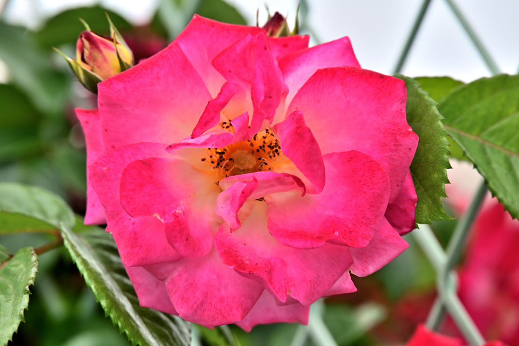2021薔薇20