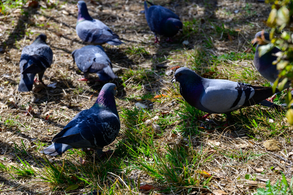 大阪城の鳩さんたち2