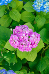 紫陽花5