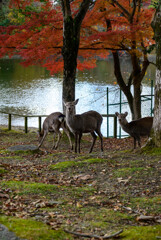 奈良公園の鹿と紅葉2