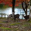 奈良公園の鹿と紅葉2