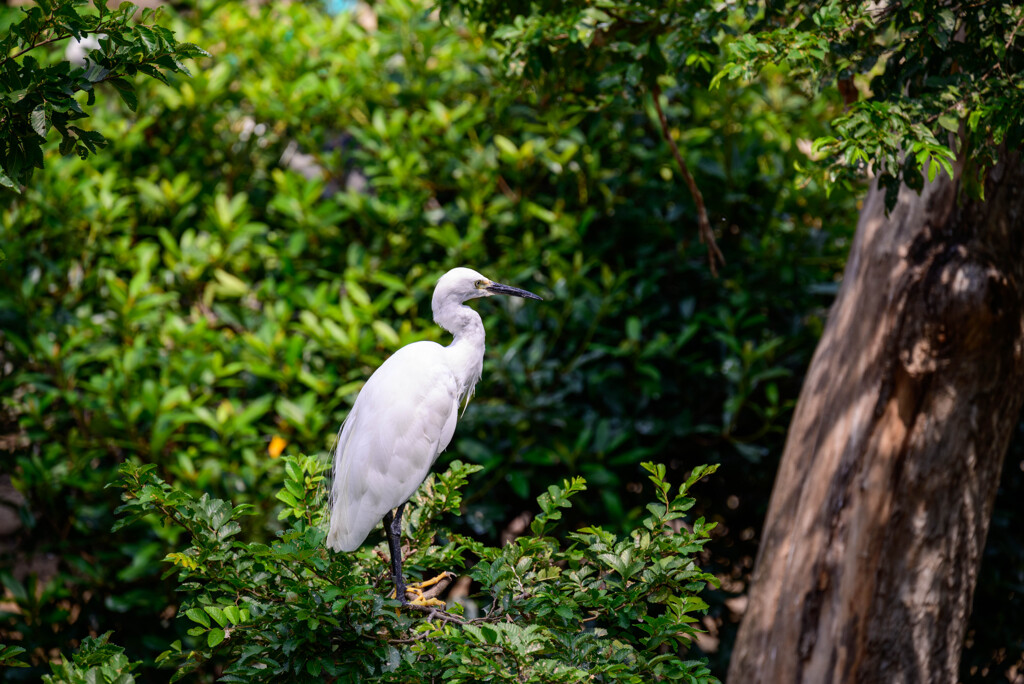 天王寺動物園鳥の楽園コサギ
