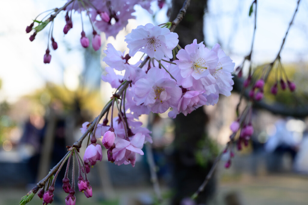 2021大阪城公園のしだれ桜2