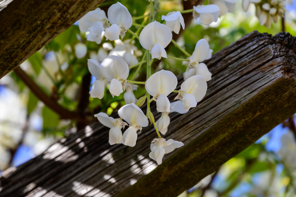 白い藤の花6