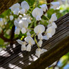 白い藤の花6