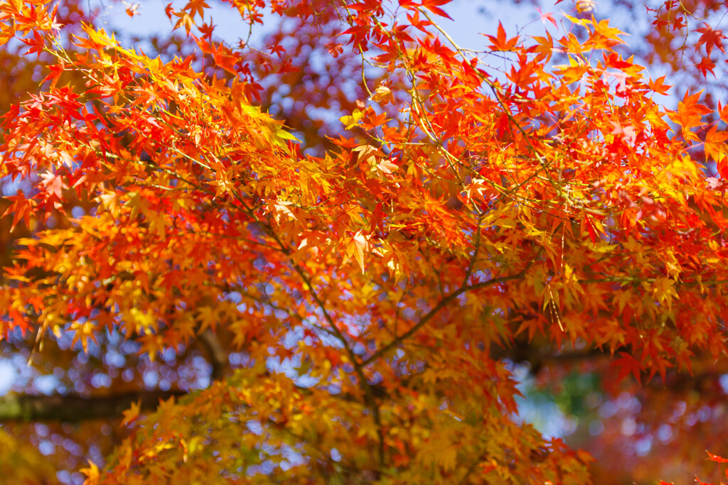 2019奈良公園紅葉1