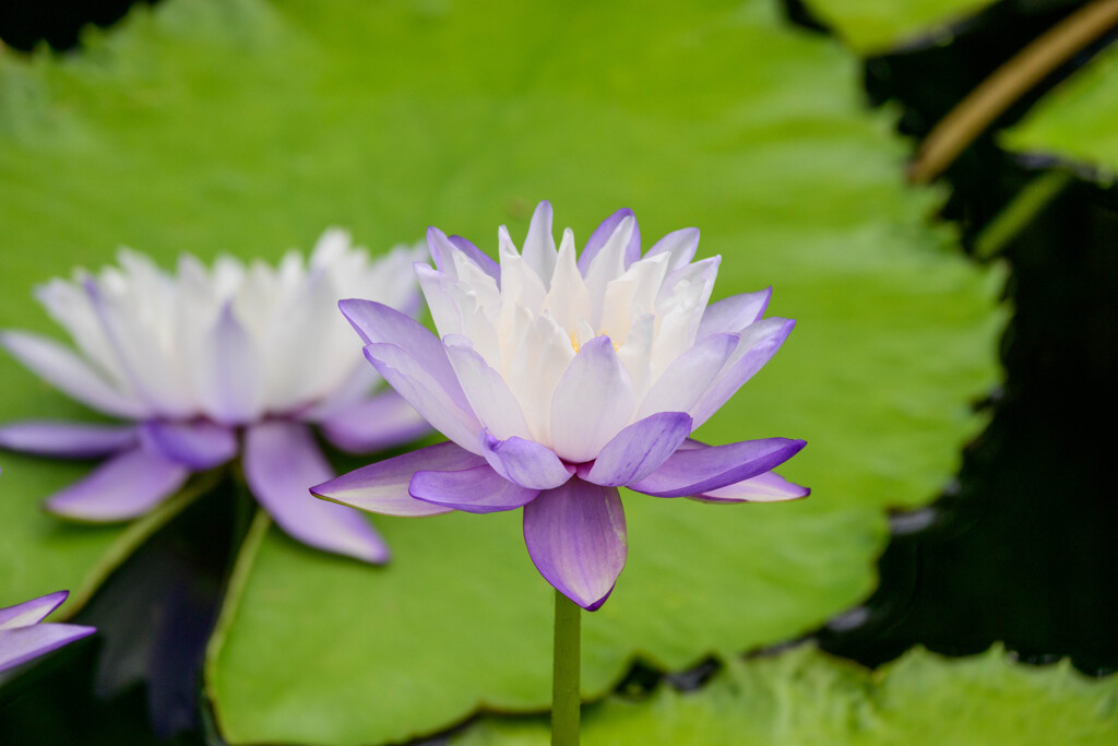 鶴見緑地咲くやこの花館熱帯スイレン12