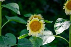 長居植物園のひまわり11