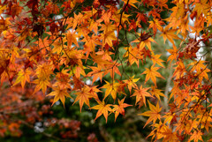 モミジ紅葉