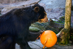 天王寺動物園 メガネグマ5