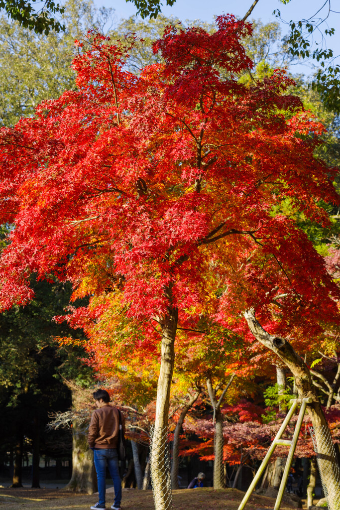 2019奈良公園紅葉10