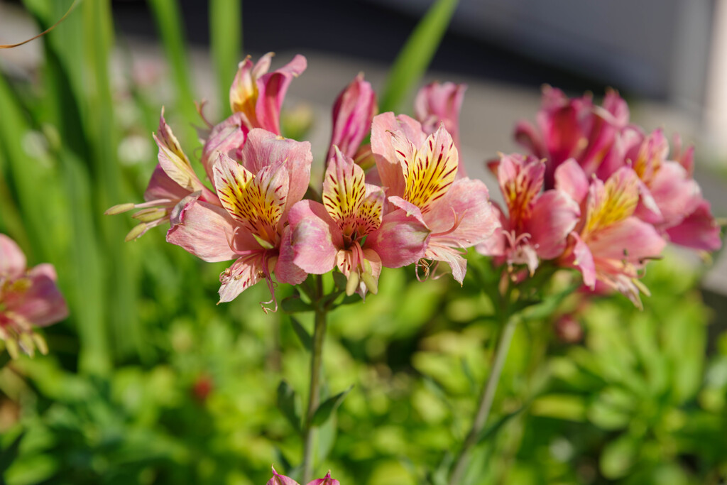 アルストロメリア1