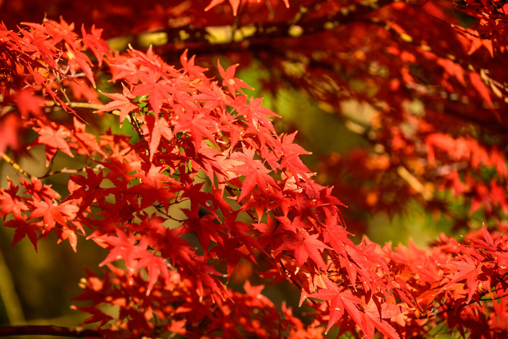 大阪城公園の紅葉5